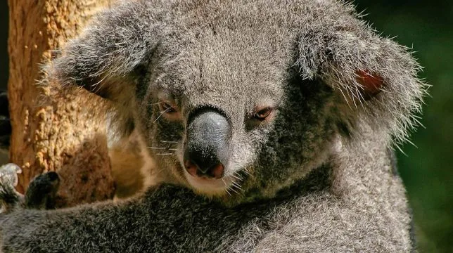 Australian property market to feel effects of Chinese restrictions