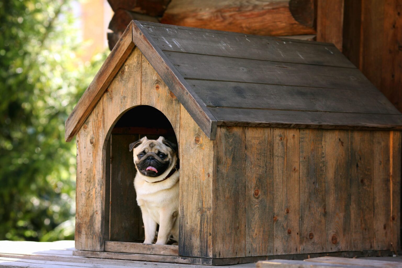 Lets for Pets: Locations With The Most Lenient Landlords Revealed
